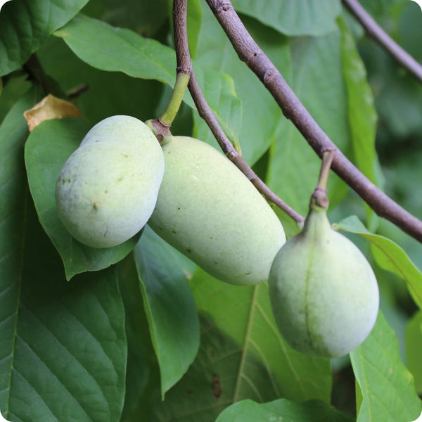 pawpaw fruit seeds