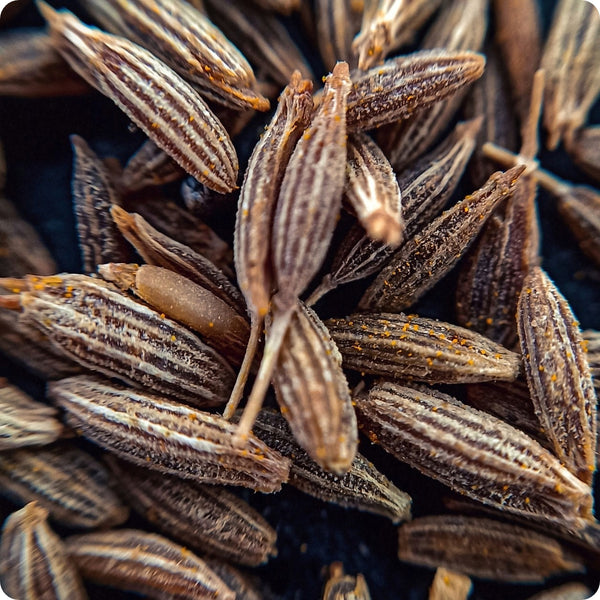 Cumin Herb Seeds for Planting – Heirloom Non-GMO Garden Seeds