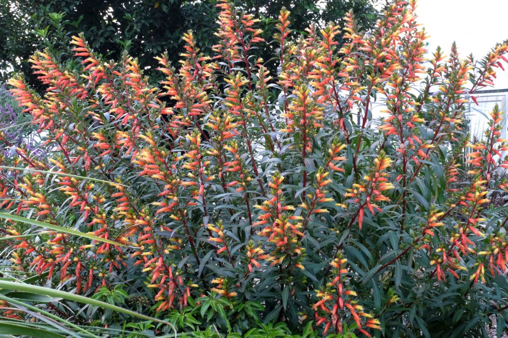 Cuphea Micropetala flower seeds