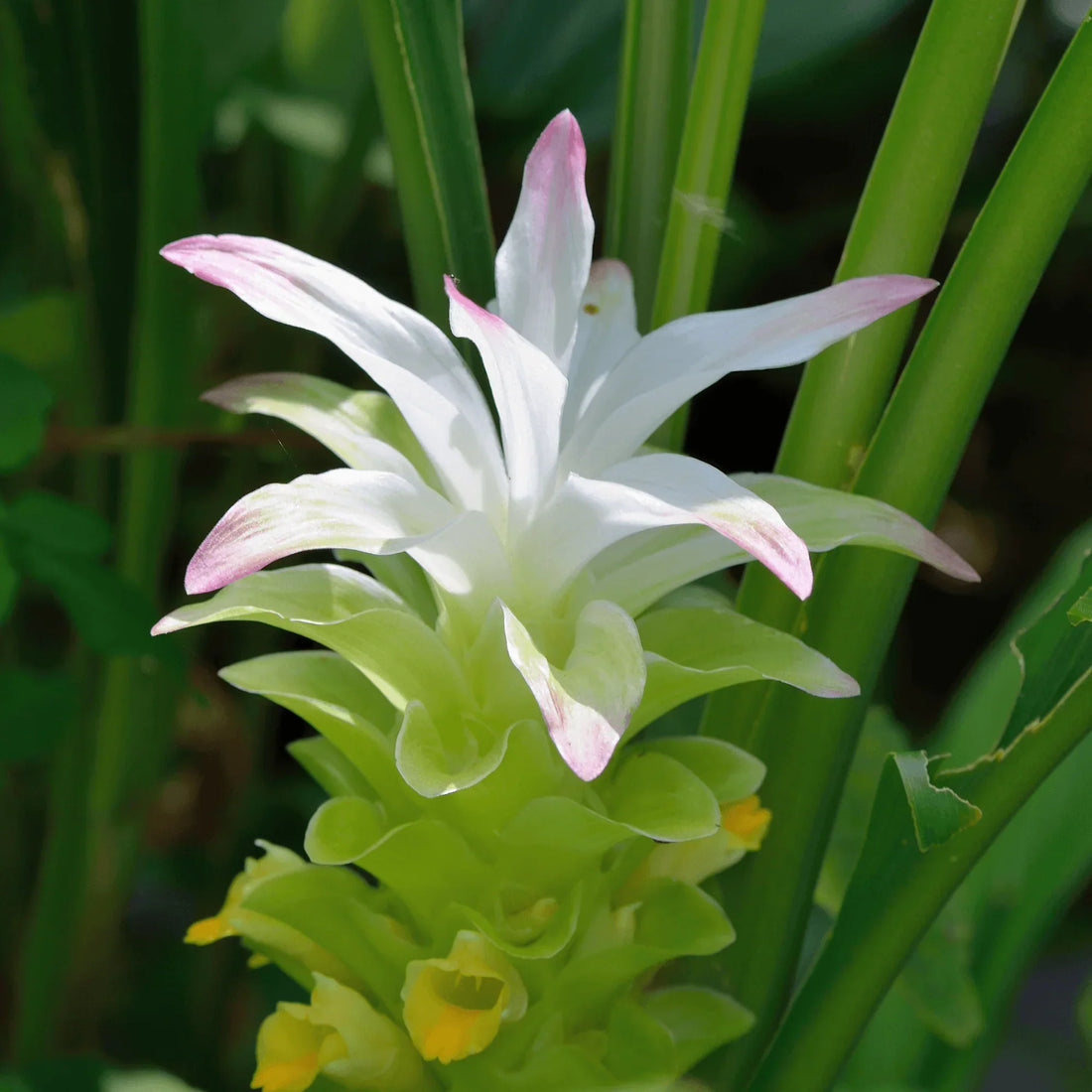 Curcuma Longa flower seeds
