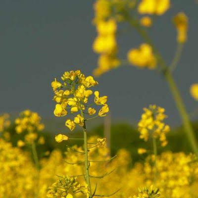 Fresh Southern Giant Curled Mustard Greens Harvest