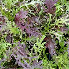 Frizzy Lizzy Mustard Greens