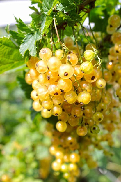 Yellow Currant Fruit Seeds for Planting – Heirloom Non-GMO Garden Seeds