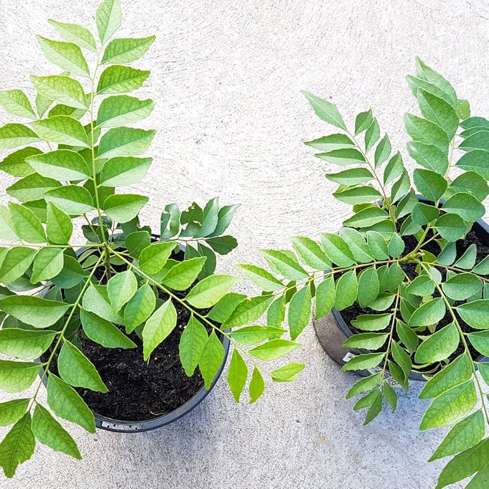 Curry Leaf Plant Seeds for Planting – Heirloom Non-GMO Garden Seeds