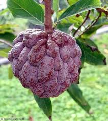 Red Custard Apple Fruit Seeds for Planting – Tropical Garden Seeds