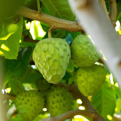 Custard Apple Fruit Seeds for Planting – Heirloom Non-GMO Garden Seeds