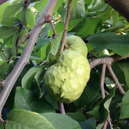 custard apple seeds