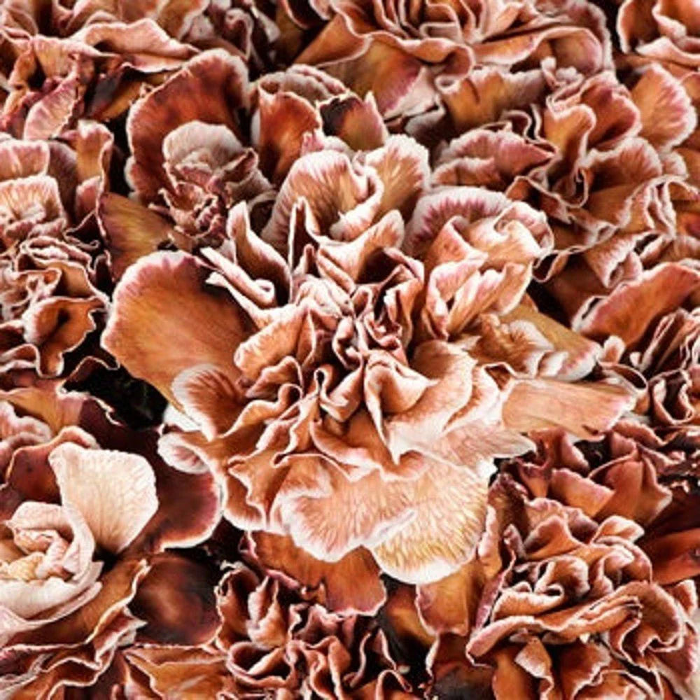 Brown White flower seeds