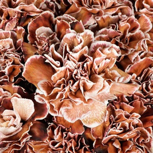 Brown White flower seeds