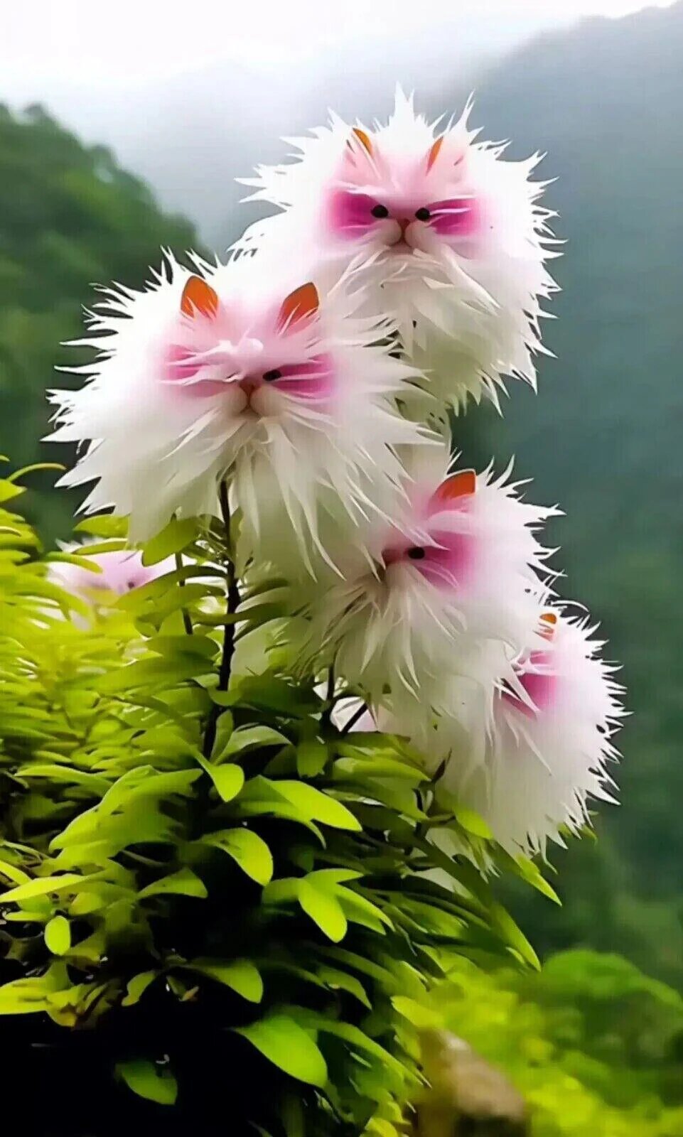 Cute pink Cat's Eye Dazzle flowers displayed among green foliage in a decorative home garden.