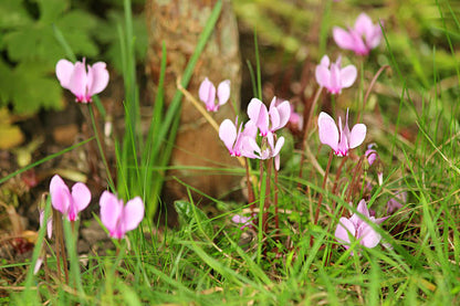 Light pink Cyclamen flowers growing among decorative heart-shaped foliage