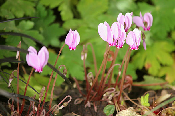 Light pink Cyclamen flowers growing among decorative heart-shaped foliage