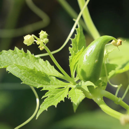 Cyclanthera Seeds
