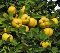 yellow quince seeds