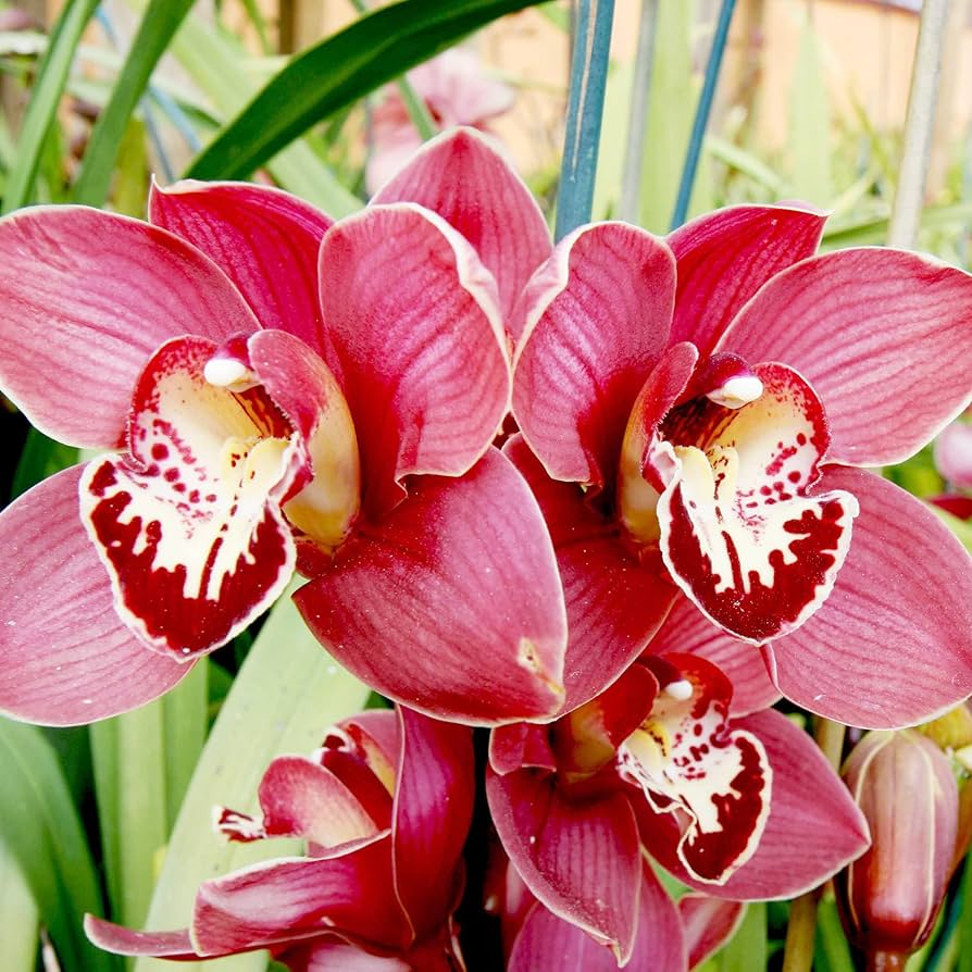 Red Cymbidium flower seeds