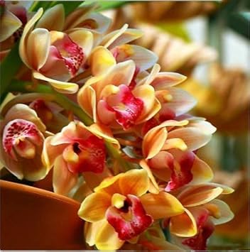 Yellow Cymbidium flower seeds