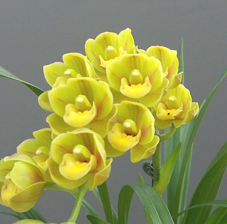 Yellow Cymbidium flower seeds