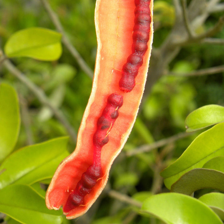 Orange Cynophallophora Fruit Seeds for Planting with Distinctive Orange Fruit