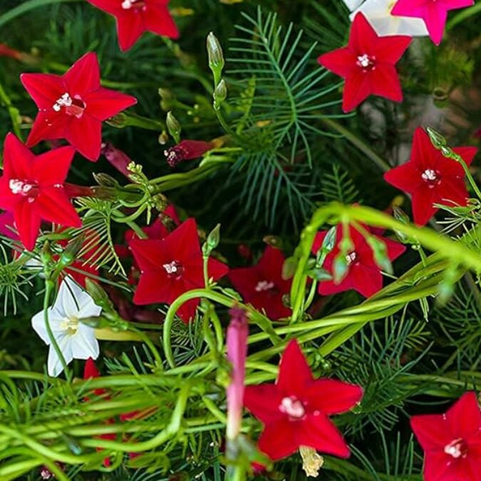 Scarlet Cypress Vine plant