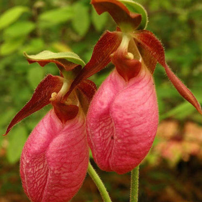 Lady's Slipper Orchid plant