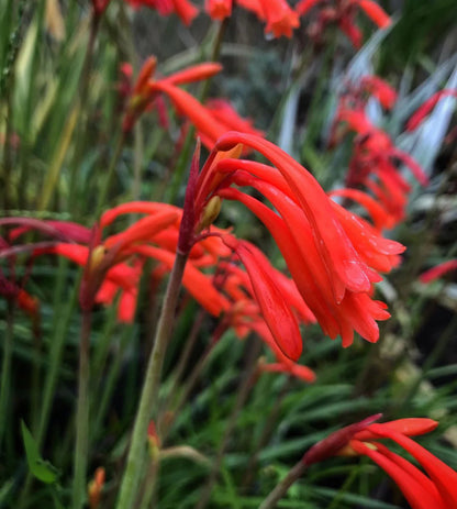 Cyrtanthus Brachyscyphus in Ornamental Garden Display