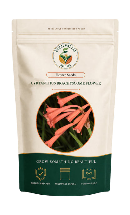 Cyrtanthus Brachyscyphus Flower Seeds for home gardens