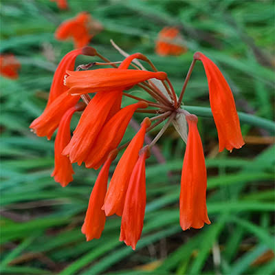 Cyrtanthus Brachyscyphus in Ornamental Garden Display
