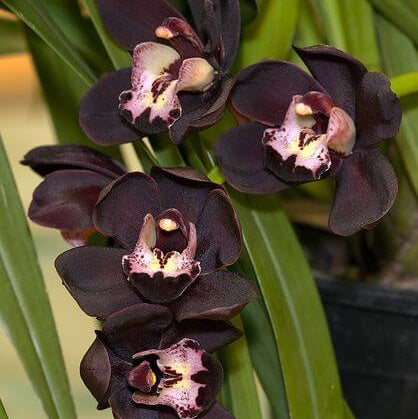 Black Orchid plant