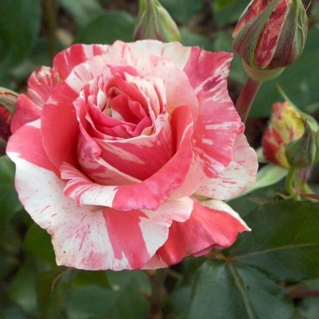 Candy Stripe Rosa plant