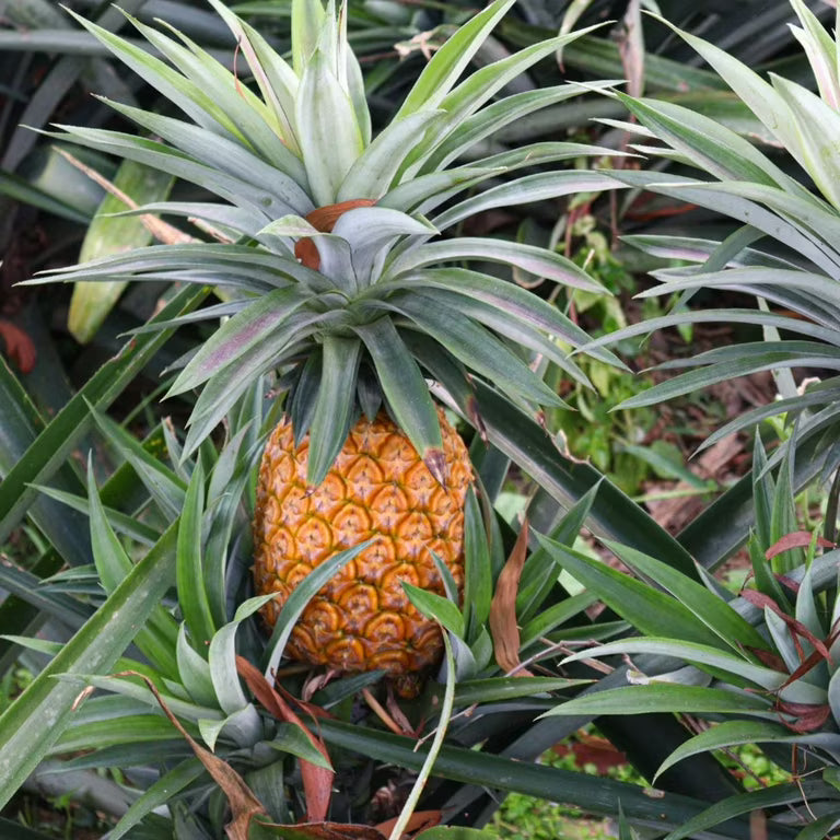 pineapple fruit seeds