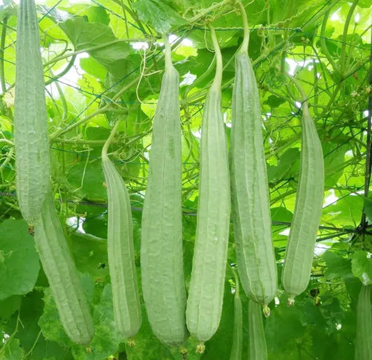 Angled Luffa Seeds