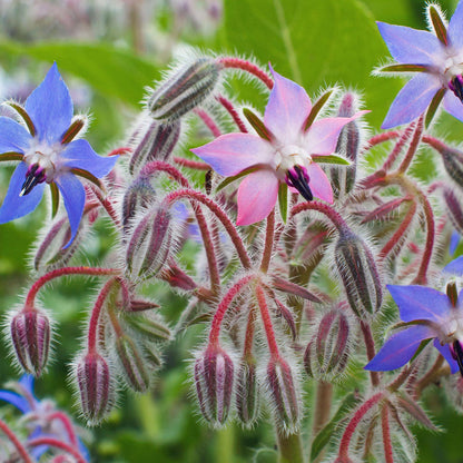 & Pink Borage plant