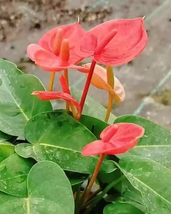 Anthurium flower seeds
