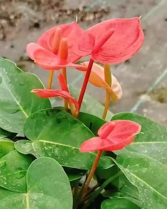 Anthurium flower seeds