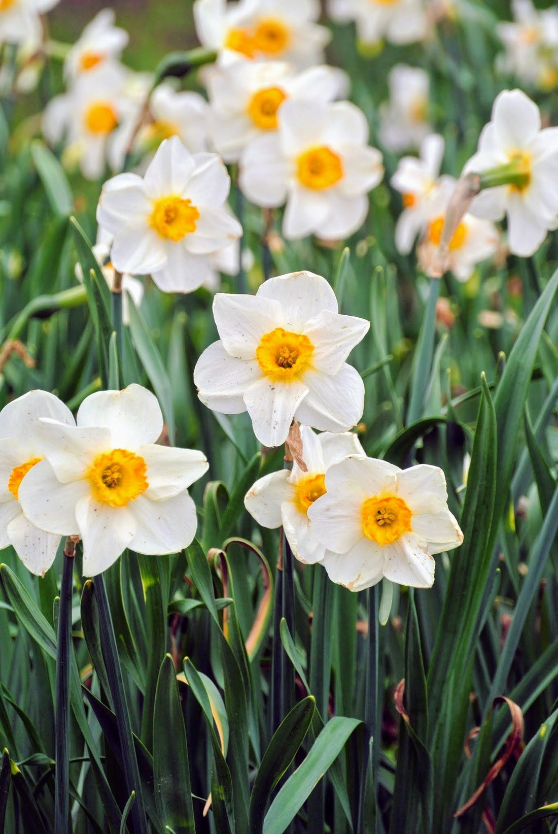 Yellow White flower seeds