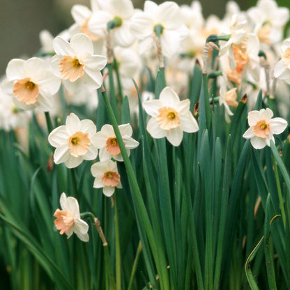 Cream Narcissus flower seeds