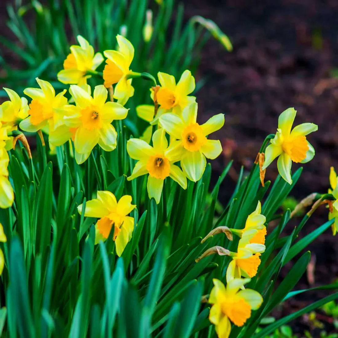 Daffodil flower seeds