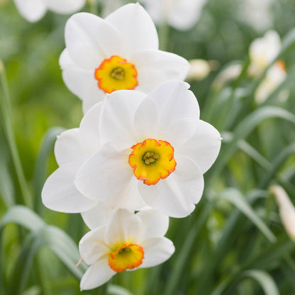 Daffodil flower seeds