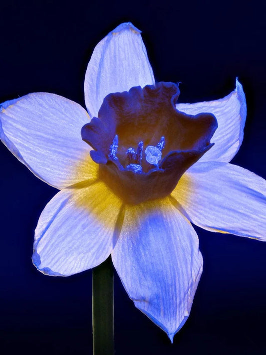 Blue Yellow flower seeds