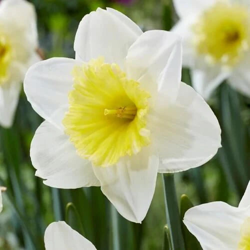 White Daffodil flower seeds