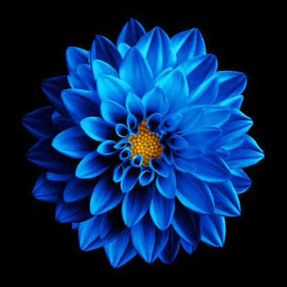 Dahlia flower seeds