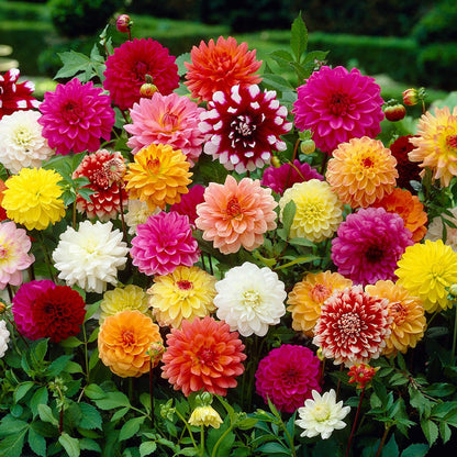 Dahlia flower seeds
