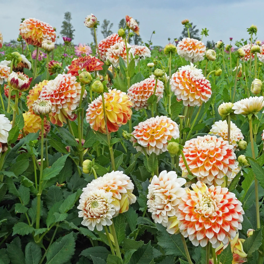 Dahlia Fantasy flower seeds