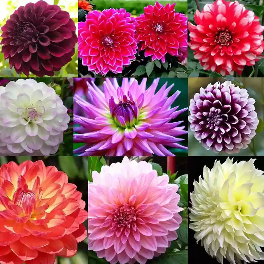 Color Dahlia flower seeds