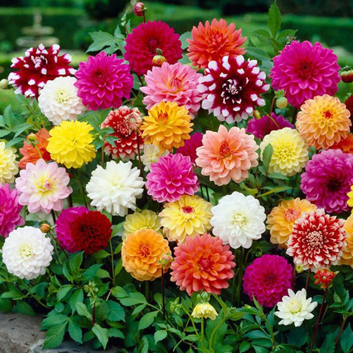 Dahlia Pompon flower seeds