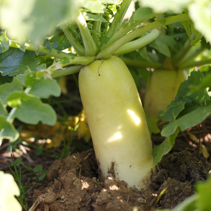 Tillage radish plants with white roots and green foliage growing as a cover crop
