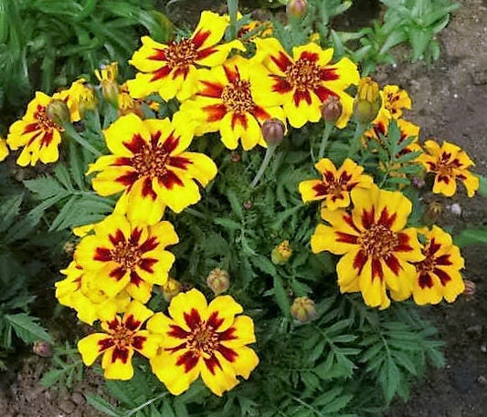 Dainty Marietta French Marigold Flower Seeds for Planting – Heirloom Non-GMO Garden Seeds