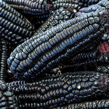 Dakota Black Popcorn Seeds for Planting with deep purple to black kernels for home vegetable gardens