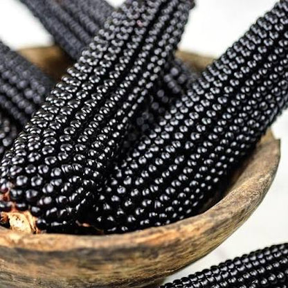 Dakota Black Popcorn Seeds for Planting with deep purple to black kernels for home vegetable gardens