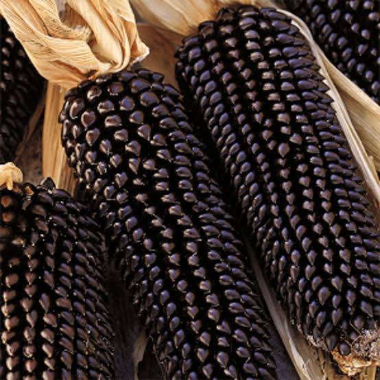 Dakota Black Popcorn Seeds for Planting with deep purple to black kernels for home vegetable gardens